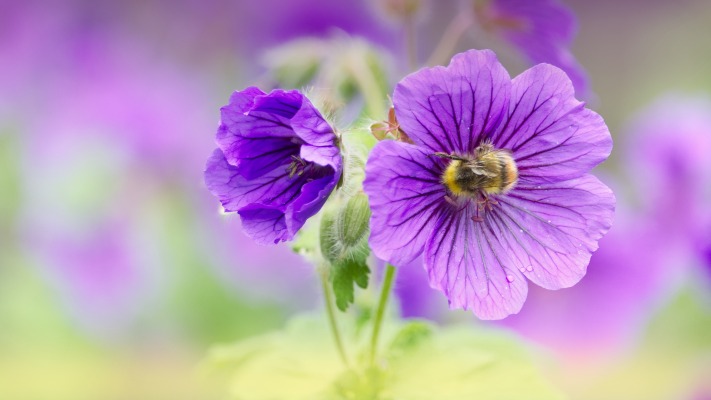 Flowers. Desktop wallpaper