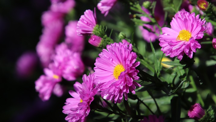 Flowers. Desktop wallpaper