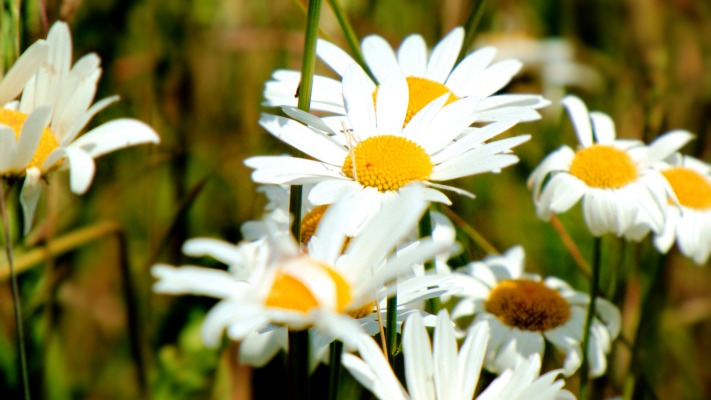 Flowers. Desktop wallpaper