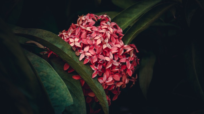 Flowers. Desktop wallpaper