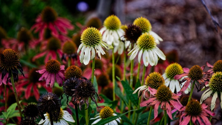 Flowers. Desktop wallpaper