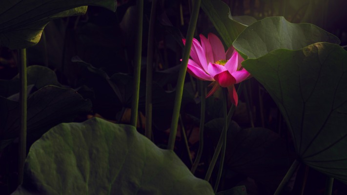 Flowers. Desktop wallpaper