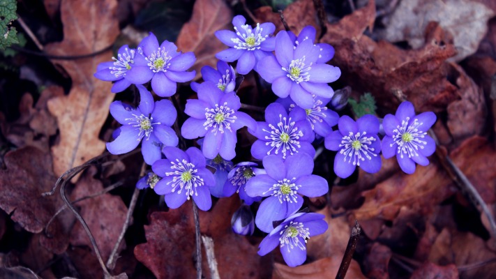 Flowers. Desktop wallpaper