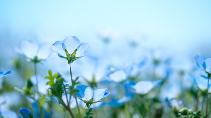 Flowers. Desktop wallpaper