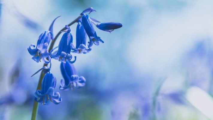 Flowers. Desktop wallpaper