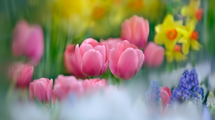 Flowers. Desktop wallpaper