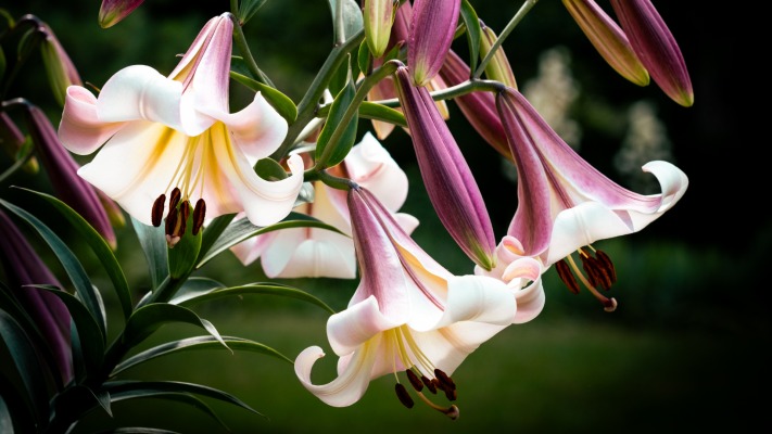 Flowers. Desktop wallpaper