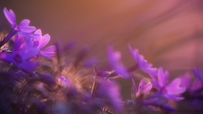 Flowers. Desktop wallpaper