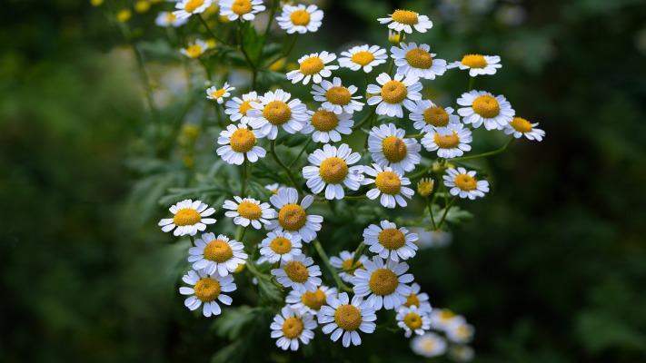 Flowers. Desktop wallpaper