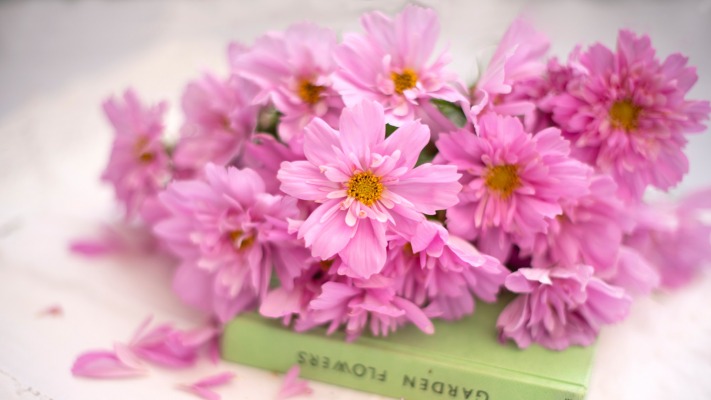 Flowers. Desktop wallpaper