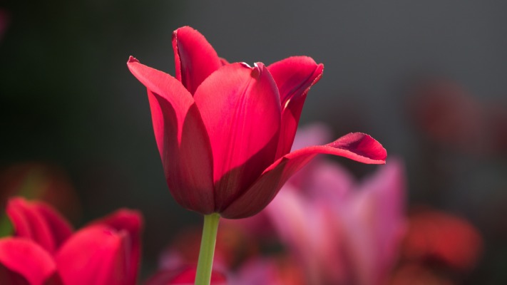 Flowers. Desktop wallpaper