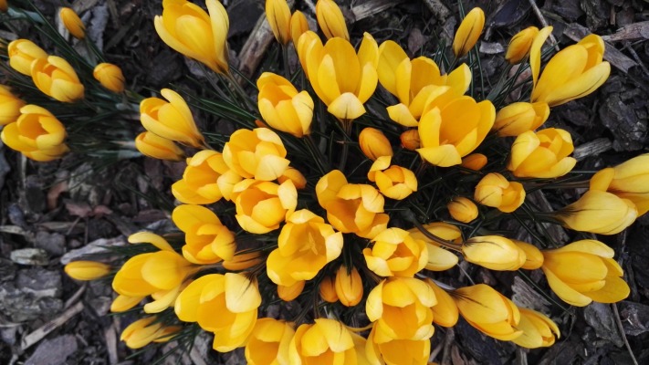 Flowers. Desktop wallpaper