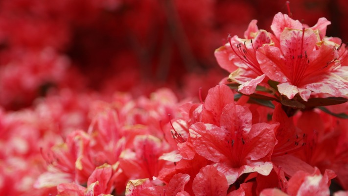 Flowers. Desktop wallpaper