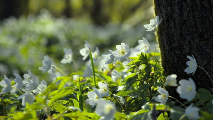 Flowers. Desktop wallpaper