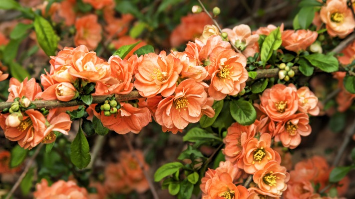 Flowers. Desktop wallpaper
