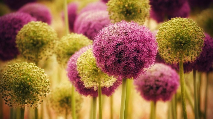 Flowers. Desktop wallpaper