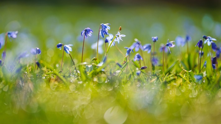 Flowers. Desktop wallpaper