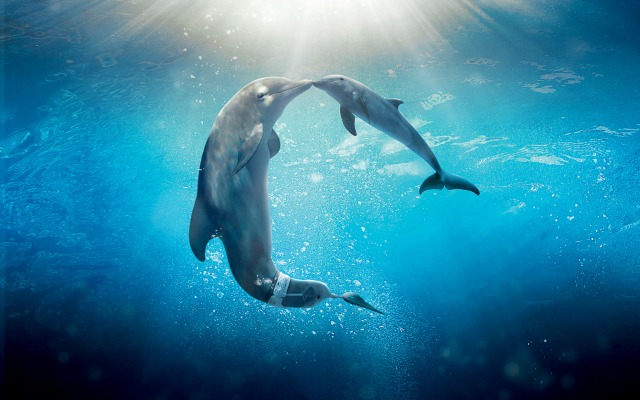 Dolphin Tale 2. Desktop wallpaper