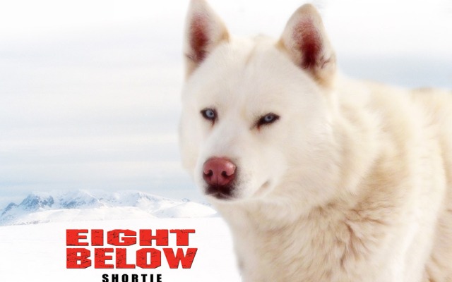 Eight Below. Desktop wallpaper