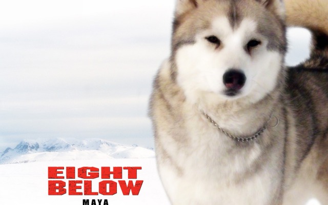 Eight Below. Desktop wallpaper