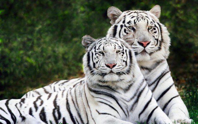 Animals. Desktop wallpaper