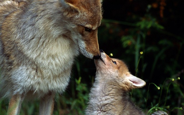 Animals. Desktop wallpaper