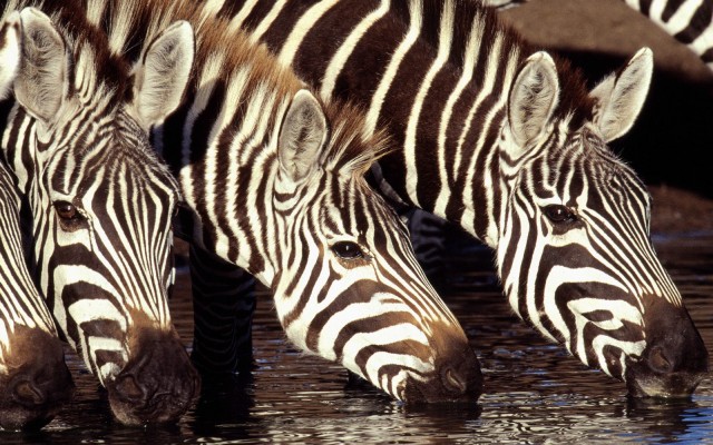 Animals. Desktop wallpaper