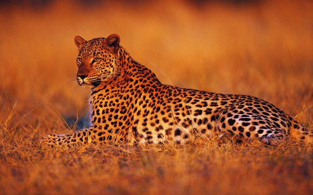 Animals. Desktop wallpaper