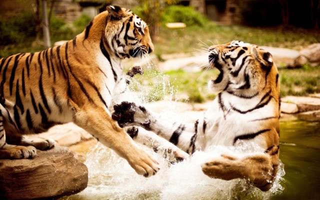 Animals. Desktop wallpaper