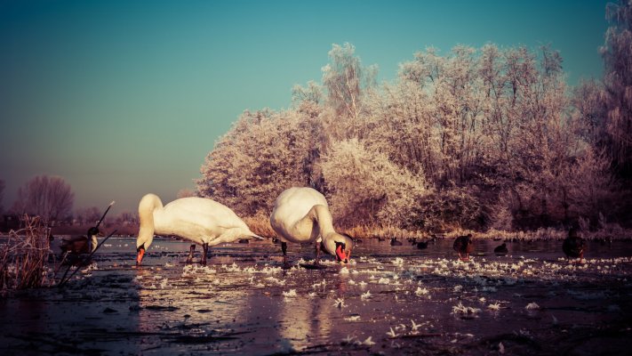Animals. Desktop wallpaper