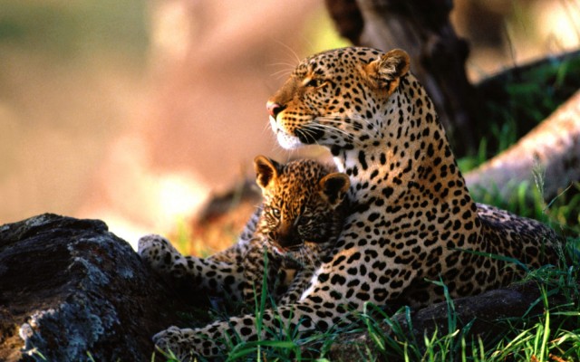 Animals. Desktop wallpaper