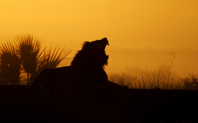 Animals. Desktop wallpaper
