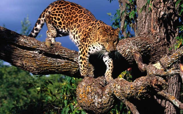 Animals. Desktop wallpaper