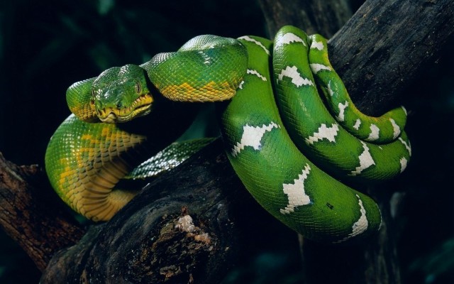 Animals. Desktop wallpaper