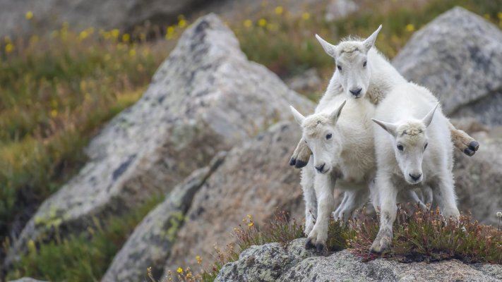 Animals. Desktop wallpaper