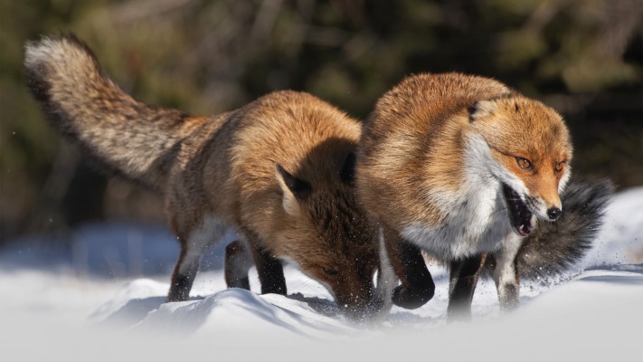 Animals. Desktop wallpaper