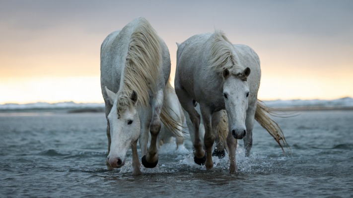 Animals. Desktop wallpaper