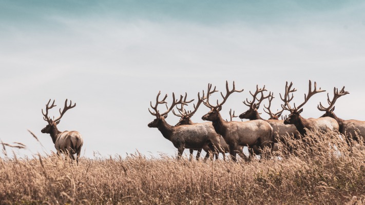 Animals. Desktop wallpaper