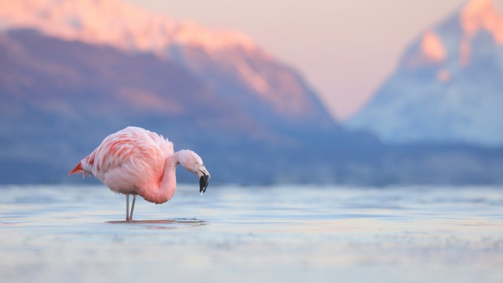 Animals. Desktop wallpaper