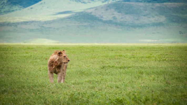 Animals. Desktop wallpaper
