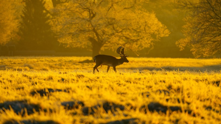 Animals. Desktop wallpaper