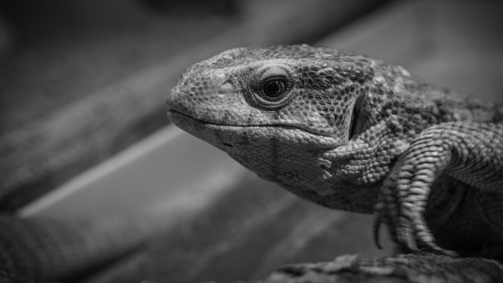Animals. Desktop wallpaper