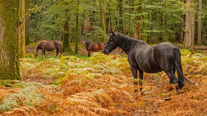 Animals. Desktop wallpaper