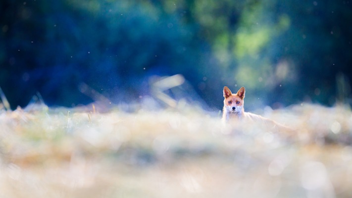 Animals. Desktop wallpaper