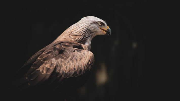 Animals. Desktop wallpaper