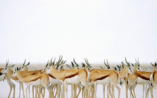 Animals. Desktop wallpaper