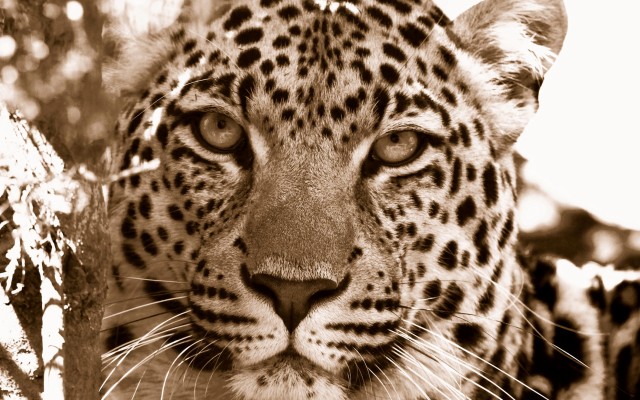 Animals. Desktop wallpaper