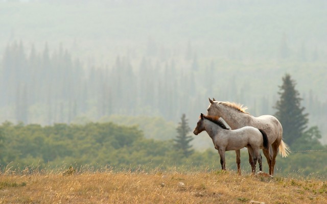 Animals. Desktop wallpaper