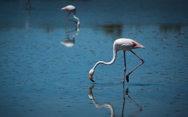 Animals. Desktop wallpaper