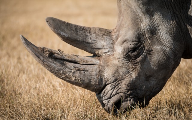 Animals. Desktop wallpaper